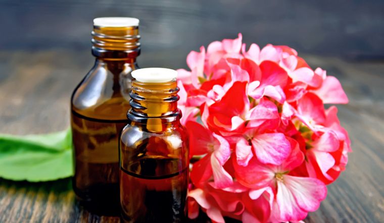 Tinh dầu phong lữ là gì? Cách làm tinh dầu phong lữ tại nhà